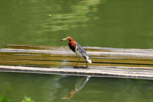 Shenzhen Safari Park Bird