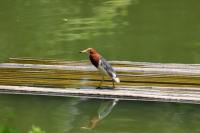 Shenzhen Safari Park Bird