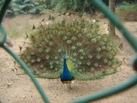 A Peacock Flaunting Its Tail at Shenzhen Safari Park 