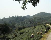 Shifeng Longjing Tea Plantation Tea Plucking Women China