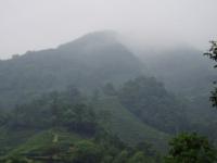 Misty Shifeng Longjing Tea Plantation Hangzhou