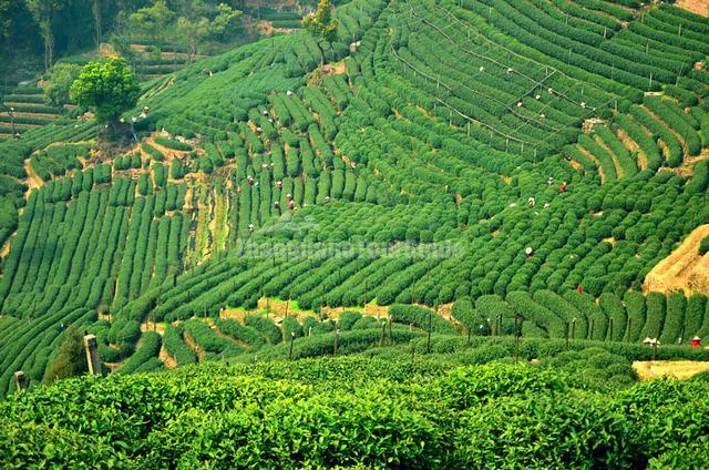 Hangzhou Shifeng Longjing Tea Plantation Scenery