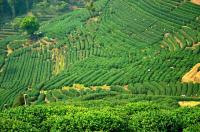 Shifeng Longjing Tea Plantation