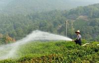 A Man Watering the Longjing Tea China