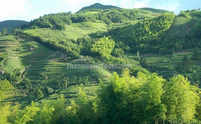 Shifeng Longjing Tea Plantation Beautiful Scenery Hangzhou