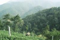 Shifeng Longjing Tea Garden Hangzhou