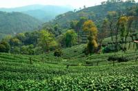 Hangzhou Beautiful Shifeng Longjing Tea Plantation