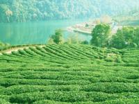 Shifeng Longjing Tea Plantation Beautiful Landscape Hangzhou