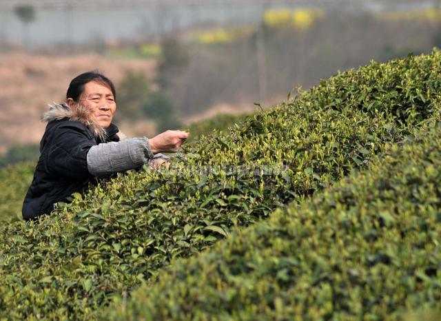 Hangzhou Shifeng Longjing Tea Garden Tea Plucking Woman