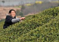 Hangzhou Shifeng Longjing Tea Garden Tea Plucking Woman