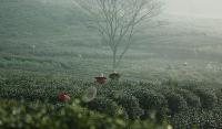 Shifeng Longjing Tea Garden Tea Plucking People Hangzhou