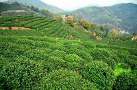 Shifeng Longjing Tea Plantation Hangzhou