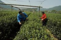 Shifeng Longjing Tea Plantation Tea Plucking People Hangzhou