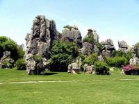 Stone Forest