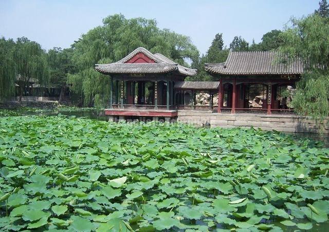 Summer Palace Lotus Pond