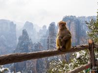 Tianzi Mountain