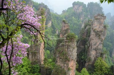 Zhangjiajie Tianzi Mountain