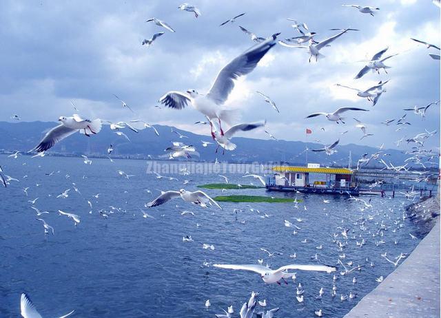 Dian Lake Lovely Seagulls Kunming