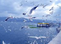 Dian Lake Lovely Seagulls Kunming