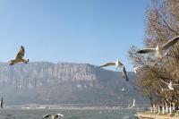 Flying Seagulls on Dian Lake, Yunnan