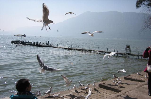 Beautiful Dian Lake and Seagulls Kunming