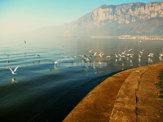 Dian Lake Seagulls, Kunming