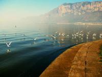 Dian Lake Seagulls, Kunming