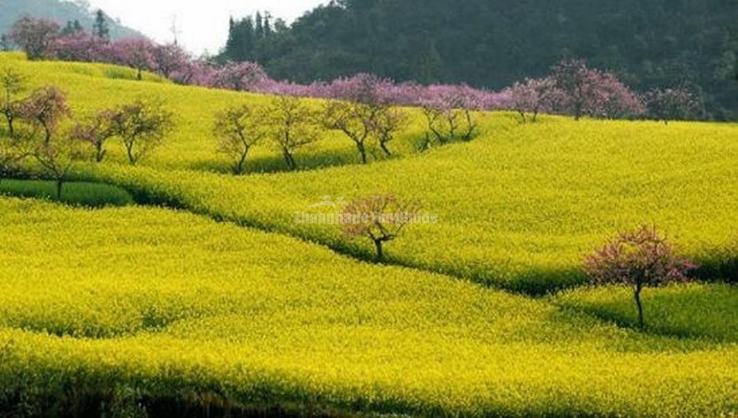 Top 8 China Cities for Spring Travel