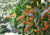 Wulingyuan Osmanthus Garden