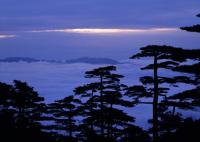 Yellow Mountain Pines and Sea of Clouds