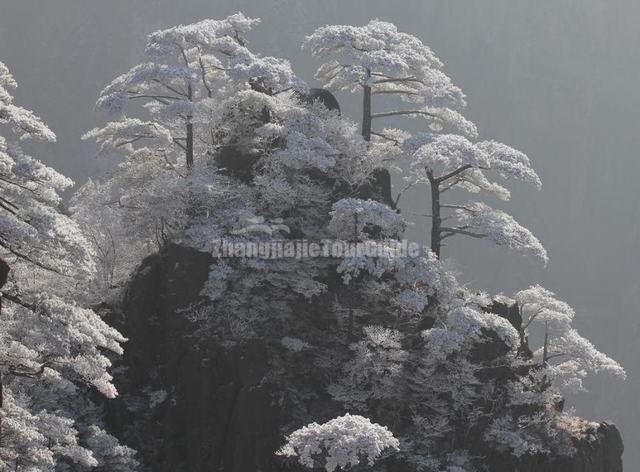 Yellow Mountain Beautiful Trees Huangshan