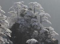 Yellow Mountain Beautiful Trees Huangshan