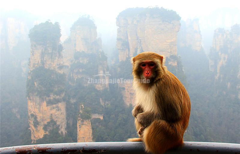 Yuanjiajie Scenic Area