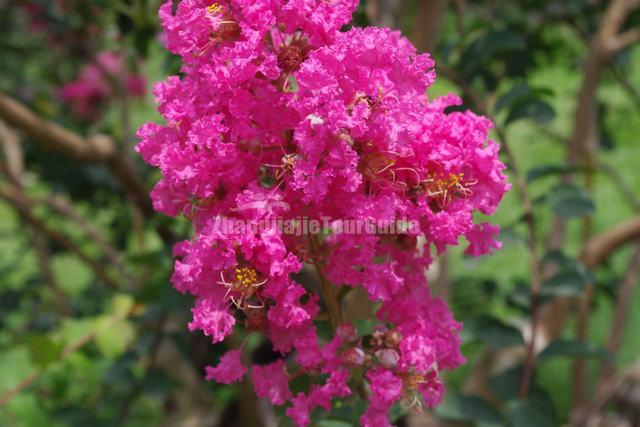 Zhangjiajie Laodao Bay Scenic Flowers is Blooming