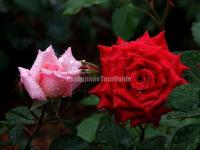 Zhangjiajie Laodao Bay Scenic Flowers is Blooming