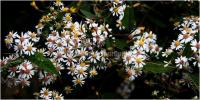 Zhangjiajie Laodao Bay Scenic Flowers is Blooming