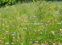 Zhangjiajie Laodao Bay Scenic Flowers is Blooming