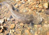 Zhangjiajie National Forest Park Animal-Giant Salamander