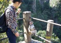 Zhangjiajie National Park Animal-Monkey