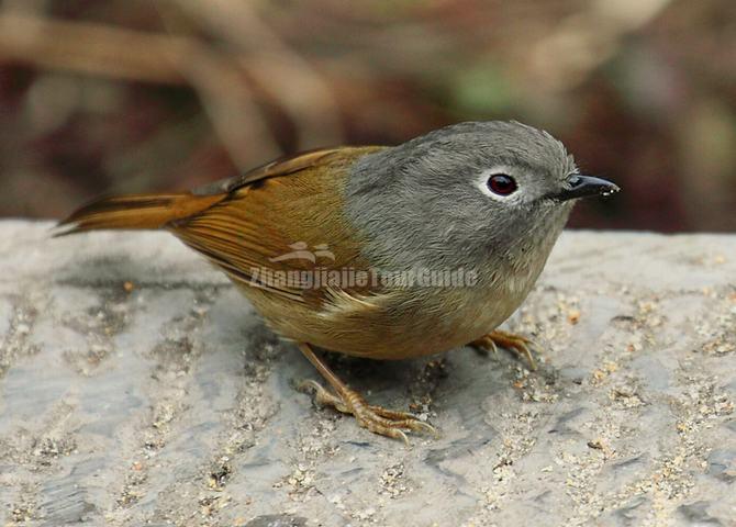 Zhangjiajie National Forest Park Birding