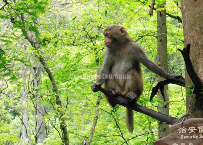 Zhangjiajie National Forest Park Monkey