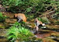 Zhangjiajie National Park Wild Monkeys