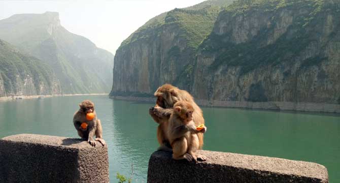 7-day Tour Chongqing Yangtze River and Zhangjiajie 7-day Tour Chongqing Yangtze River and Zhangjiajie
